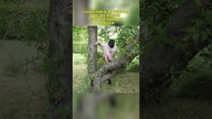 CHWYTAK & DJ WIKTOR - WEJDE WYJDE [@SKOLIMLatino PARODY] PREMIERA: 26/06/2025 Godz: 17:00