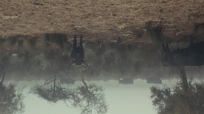 Zwierzę (2025) | ZWIASTUN