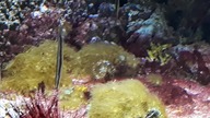 The beautiful Razorfish in Warsaw Zoo aquarium 