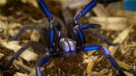 Aktualizacja oraz strefa macro samic Chilobrachys sp.  electric blue, ELEKTRYCZNE PIĘKNOŚCI!