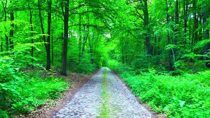 8D Audio: Summer Forest (Birdsong, White Noise, ASMR) | Deep Relaxation & Sleep | 4K