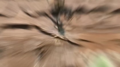 Dziki mrówek  #antcolony #ants #antfarm #insects #antkeeping #animals #nature #mrówki #plants