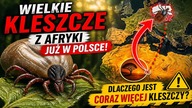 Wielkie Kleszcze z Afryki już w Polsce! | Dlaczego jest coraz więcej Kleszczy?