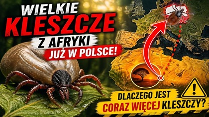 Wielkie Kleszcze z Afryki już w Polsce! | Dlaczego jest coraz więcej Kleszczy?