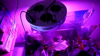 Cenne rady Radka jak zimuje bananowce,mega lampa led po tuningu do doświetlania roślin,temperatura.