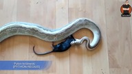 PYTON KRÓLEWSKI  - KARMIENIE DOROSŁEGO PYTHON REGIUS