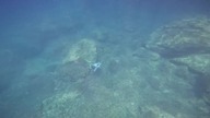We sailed to DEER ISLAND and discovered a 400-foot wreck at the bottom of the sea.