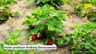 Szybsze zbiory warzyw i owoców [Serwis ekonomiczny, KSTV Meteo & Business]