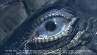 What Is Sihai - The Marine Kingdom I Come From