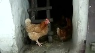 Co pani powie na temat królików