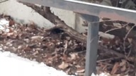 Dziki kos (Turdus merula)  szuka jedzenia 