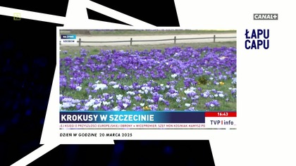 Łapu Capu (21 marca 2025)