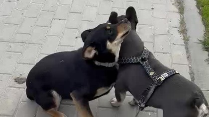 Secik i jego kumple: