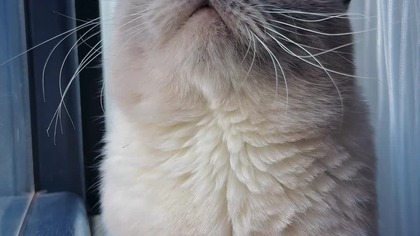 14532903 2160 3840 30fps