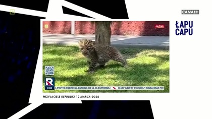 Łapu Capu (13 marca 2026)