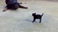 Kociątko vs Rottweiler