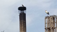 Bitwa bocianów o gniazdo u Stanisława Bigaja w Jaworznie