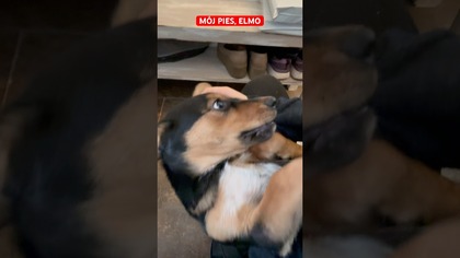 MÓJ PIES, ELMO 