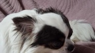 Chihuahua Luna Day 225