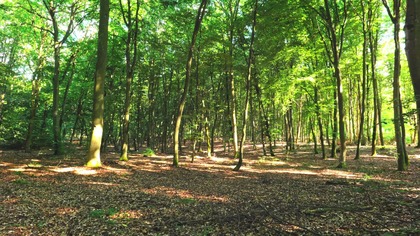 Beech Forest Wind in Summer &bull; Natural Leaves Rustling (3 Hours)