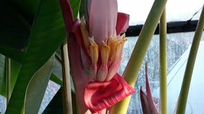 Kwitną 4 Bananowce Na Raz