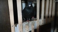 Hens / Kury / Garden kuRaż / Kurnik w deszczowy dzień