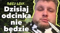 Ciasteczka z marihuaną na kościelnym odpuście | 30kg marihuany w aucie | #WeedWeek 12