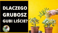 Dlaczego DRZEWKO SZCZĘŚCIA - grubosz gubi, zrzuca liście ?