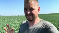 Sposób na ostrożeń w pszenicy