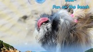 Cutest Puppy - Fun and play Seaside