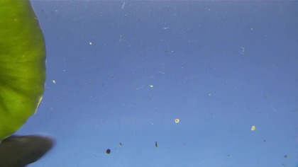 Świat płazów (2020) [Lektor PL]