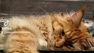 Hrabia Eryk #mainecoon #koty #shorts