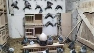 Nowy gołębnik dla gołębi dorosłych.