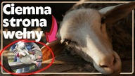 Szokujące fakty o wełnie i hodowli owiec!