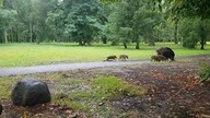 Dziki zadomowiły się w parku przy szpitalu