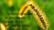 świadectwo Tomka