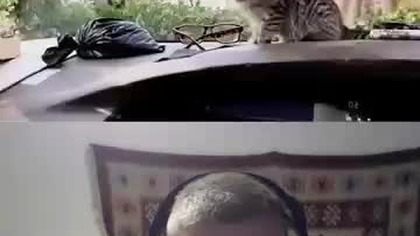 Szalony przykład ochrony Boga przed wrogiem #shorts #jesus #cat