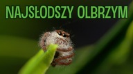NAJWIĘKSZY SKSAKUN ŚWIATA- Hyllus diardi 