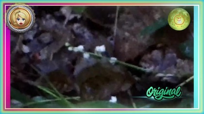 BiSTRO Electrique.  JuTubki.  (Muzyczny).  MiKE.  Lily of the valley.