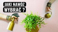 Najlepsze nawozy dla roślin domowych.  Jaki nawóz wybrać? Nawożenie roślin, kwiatów doniczkowych