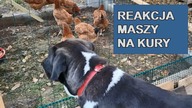 Jak owczarek środkowoazjatycki chroni swoje stado.