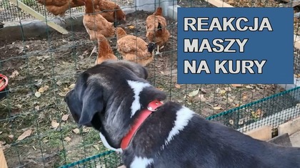 Jak owczarek środkowoazjatycki chroni swoje stado.
