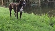 dziendobry#amstaff shorts#shorts