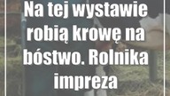 Na tej wystawie robią krowę na bóstwo.  Rolnika impreza obowiązkowa