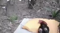 wstawaj koguciku