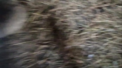 Kolovrat reconstruction group - Vikings and Slavs in Masamuda, part 3.