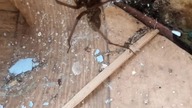 #shortsKątnik domowy (Tegenaria domestica) w moim domku na działce