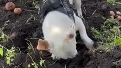 Biały, piesek na wykopkach.