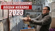 Bogdan Nieradka - gołębie Lini Vos 94, Kittel, Pitbull - film gołębie 2023 - Nowy!