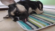 Buldog francuski * Tosia śpi jak zabita;)